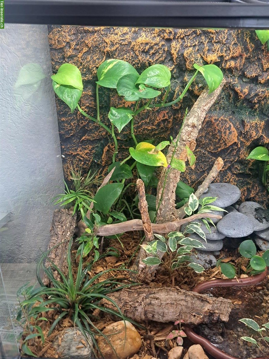 Bild 4: Terrarium voll eingerichtet mit 3 Chinesischen Rotbauchunken