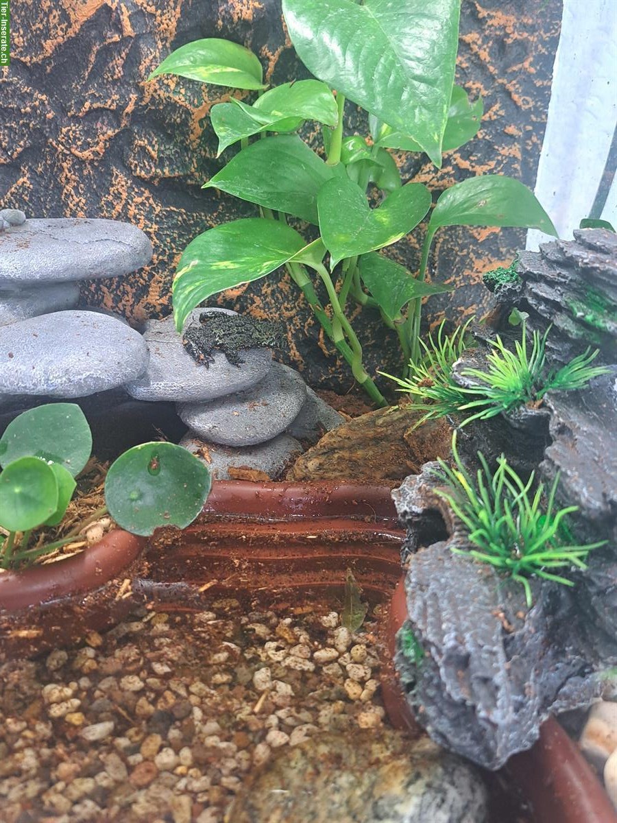 Bild 6: Terrarium voll eingerichtet mit 3 Chinesischen Rotbauchunken