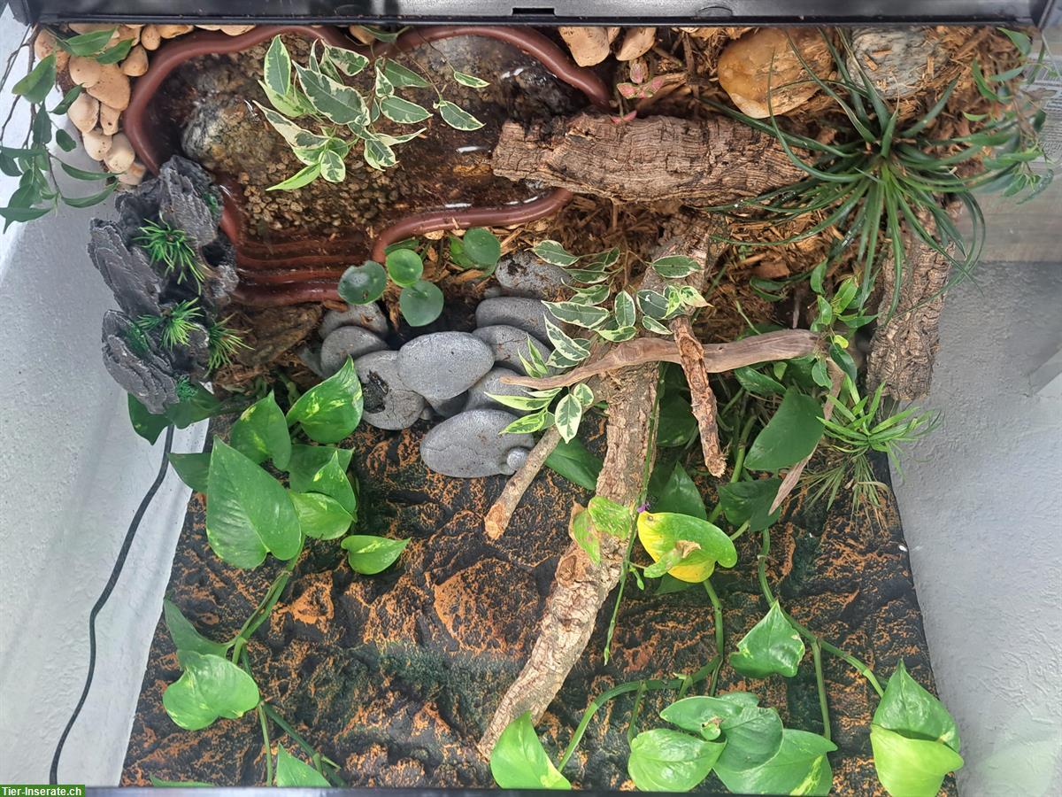 Bild 7: Terrarium voll eingerichtet mit 3 Chinesischen Rotbauchunken