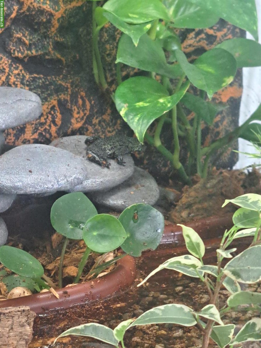 Bild 8: Terrarium voll eingerichtet mit 3 Chinesischen Rotbauchunken