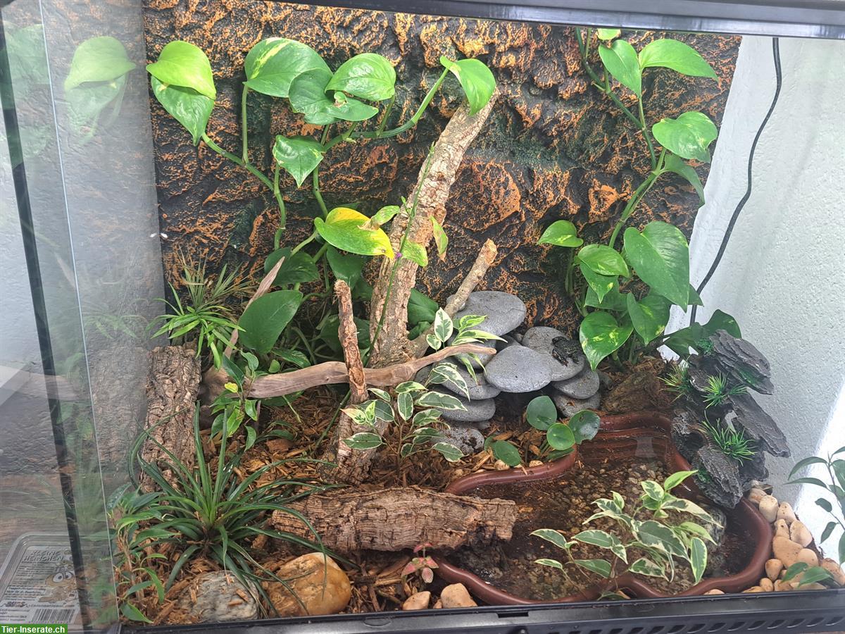 Bild 9: Terrarium voll eingerichtet mit 3 Chinesischen Rotbauchunken