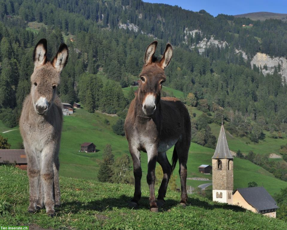 Bieten Sommerweide für Esel