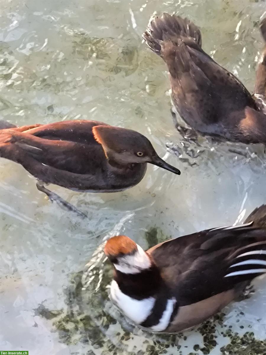 Kappensäger Weibchen, flugfähig