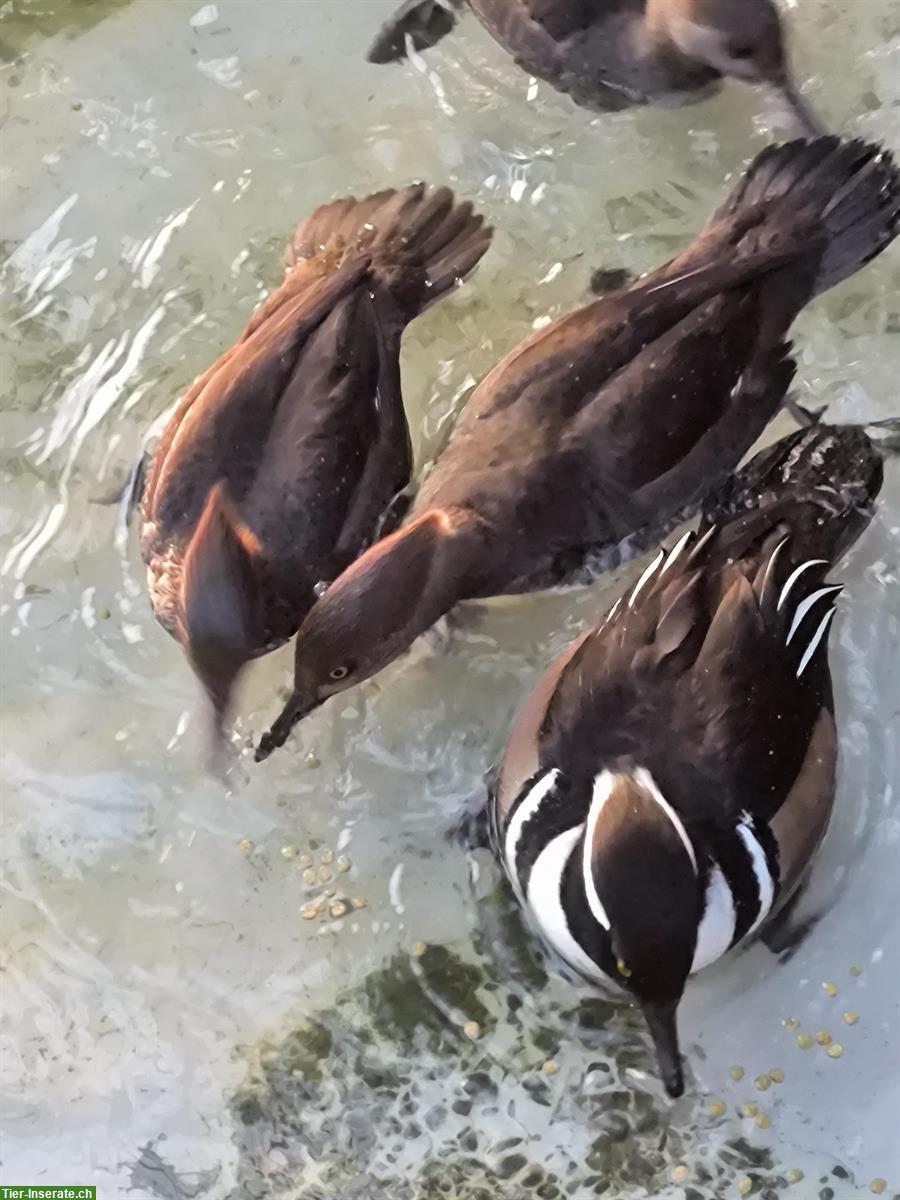 Bild 3: Kappensäger Weibchen, flugfähig