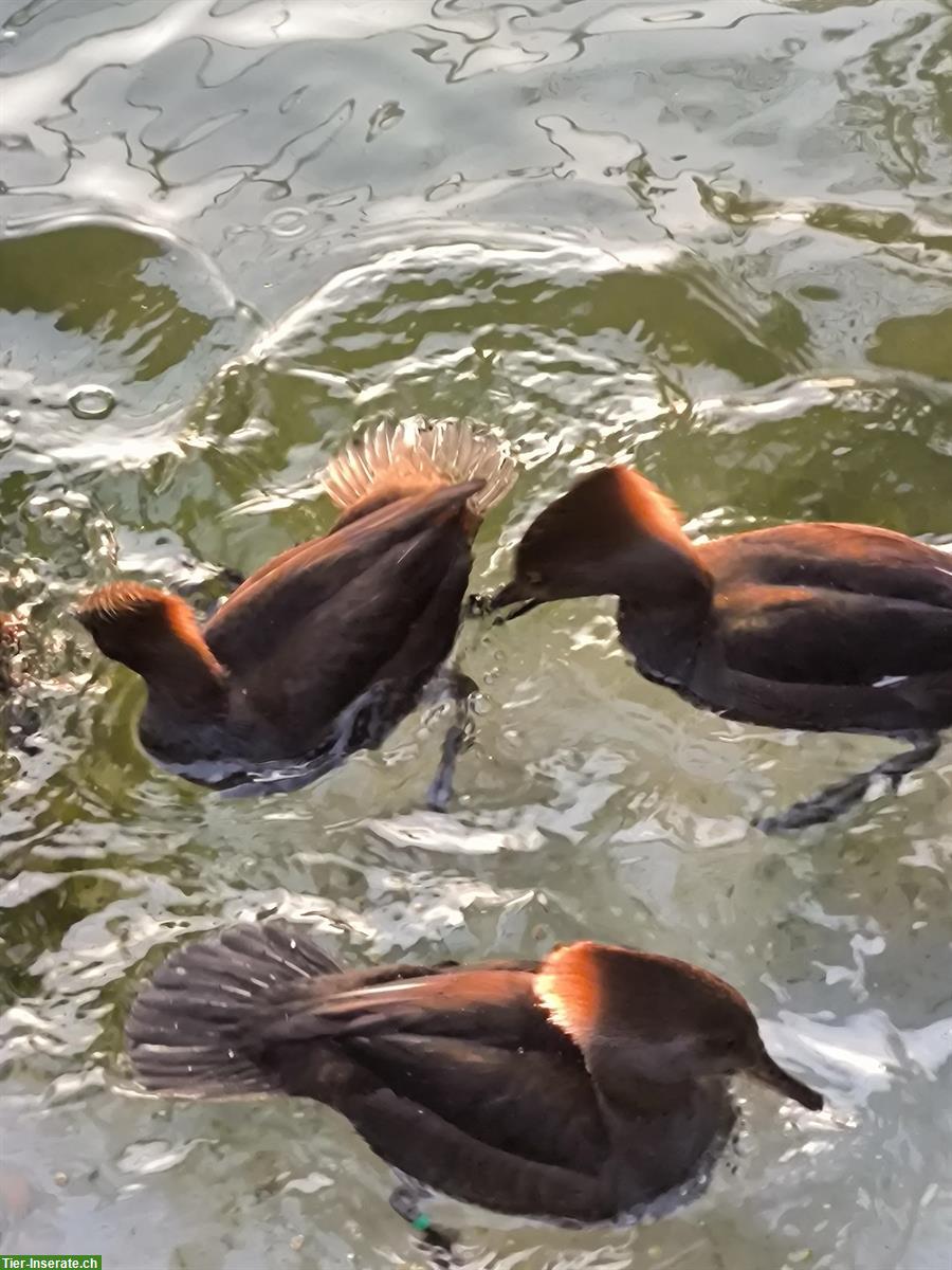 Bild 4: Kappensäger Weibchen, flugfähig