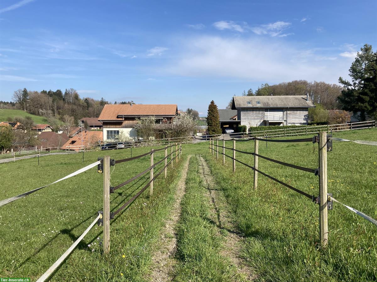 Bild 3: Auslaufbox zu vermieten im Berner Seeland