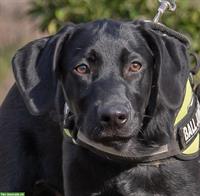 Remco, ein junger Ridgeback x Labrador Mischlingsrüde!