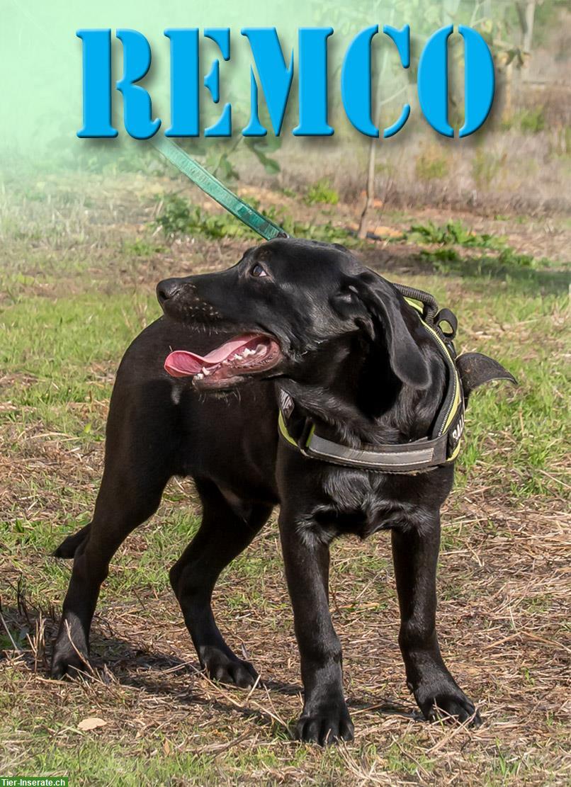 Bild 2: Remco, ein junger Ridgeback x Labrador Mischlingsrüde!