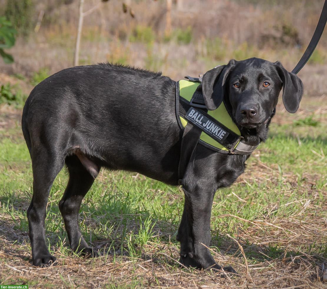 Bild 3: Remco, ein junger Ridgeback x Labrador Mischlingsrüde!