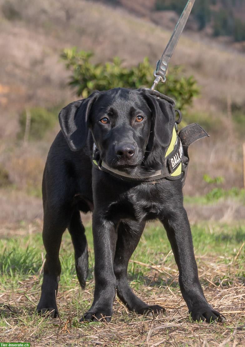 Bild 4: Remco, ein junger Ridgeback x Labrador Mischlingsrüde!