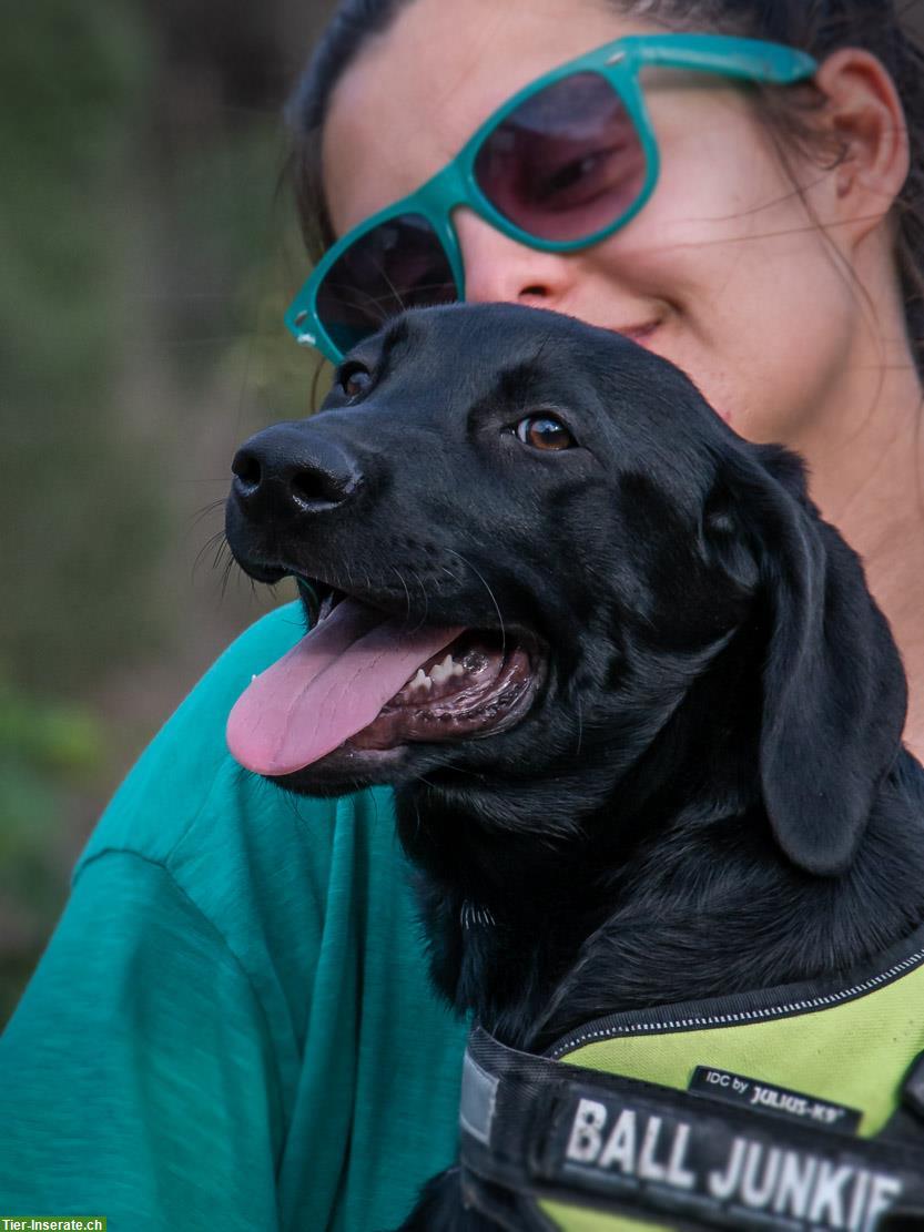 Bild 6: Remco, ein junger Ridgeback x Labrador Mischlingsrüde!