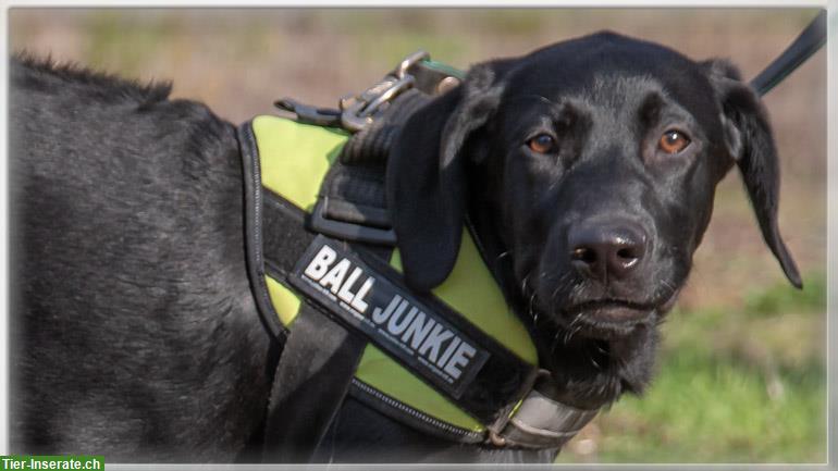 Bild 7: Remco, ein junger Ridgeback x Labrador Mischlingsrüde!