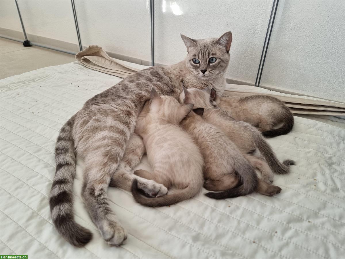 Bengal Kitten mit Stammbaum