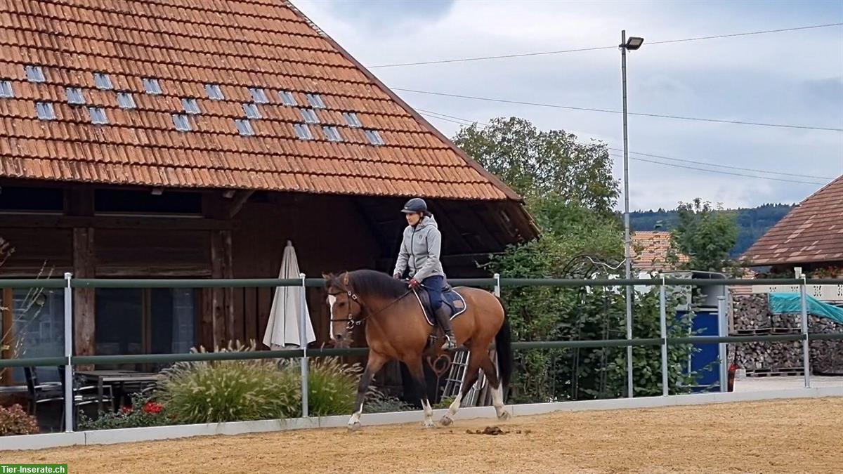 Bild 4: Offenstallplatz frei in kleinem Privatstall in Wengi bei Büren