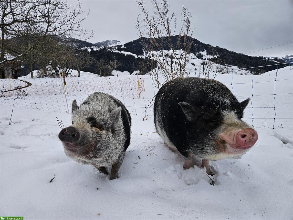 Zutrauliche Minipigs suchen neues Zuhause