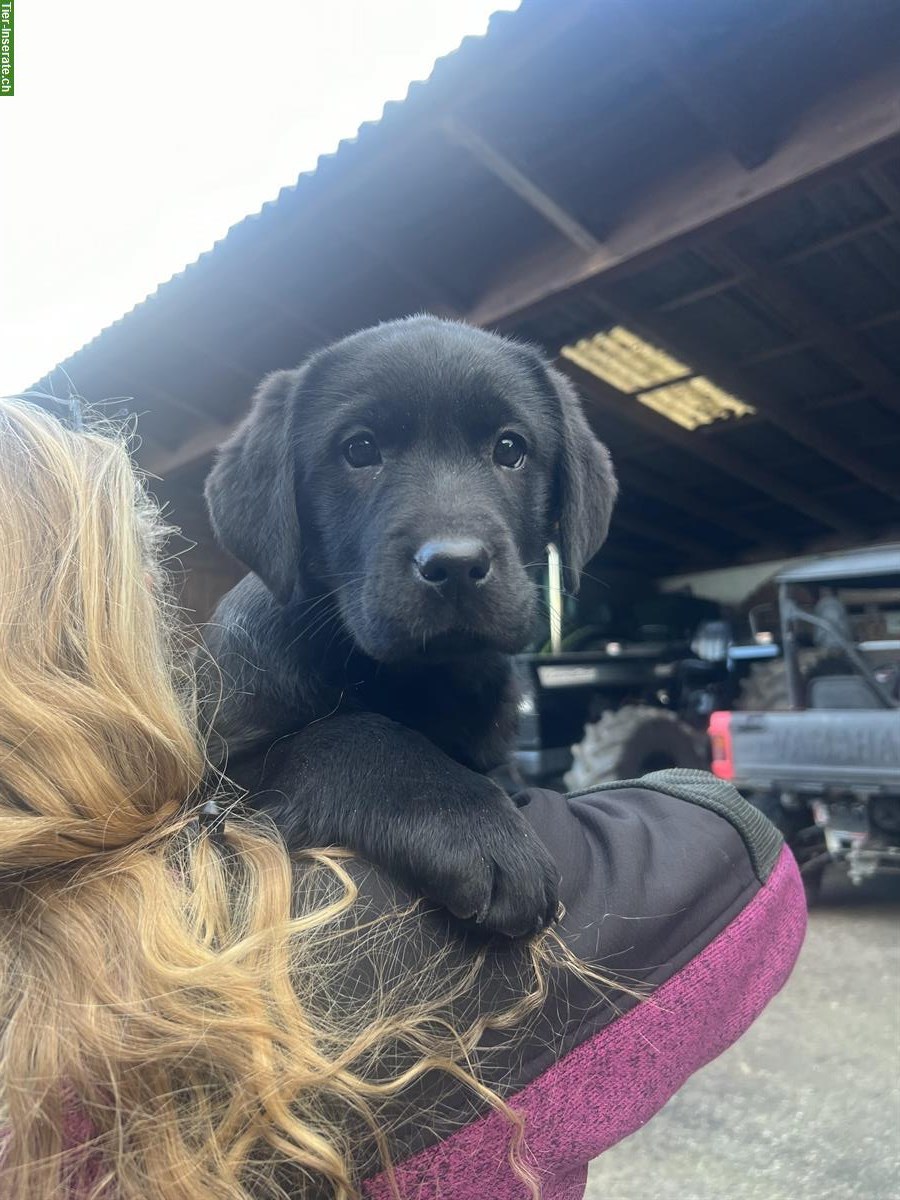 Schwarzer Labrador Welpe, weiblich