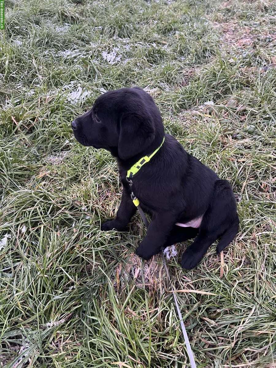 Bild 2: Schwarzer Labrador Welpe, weiblich