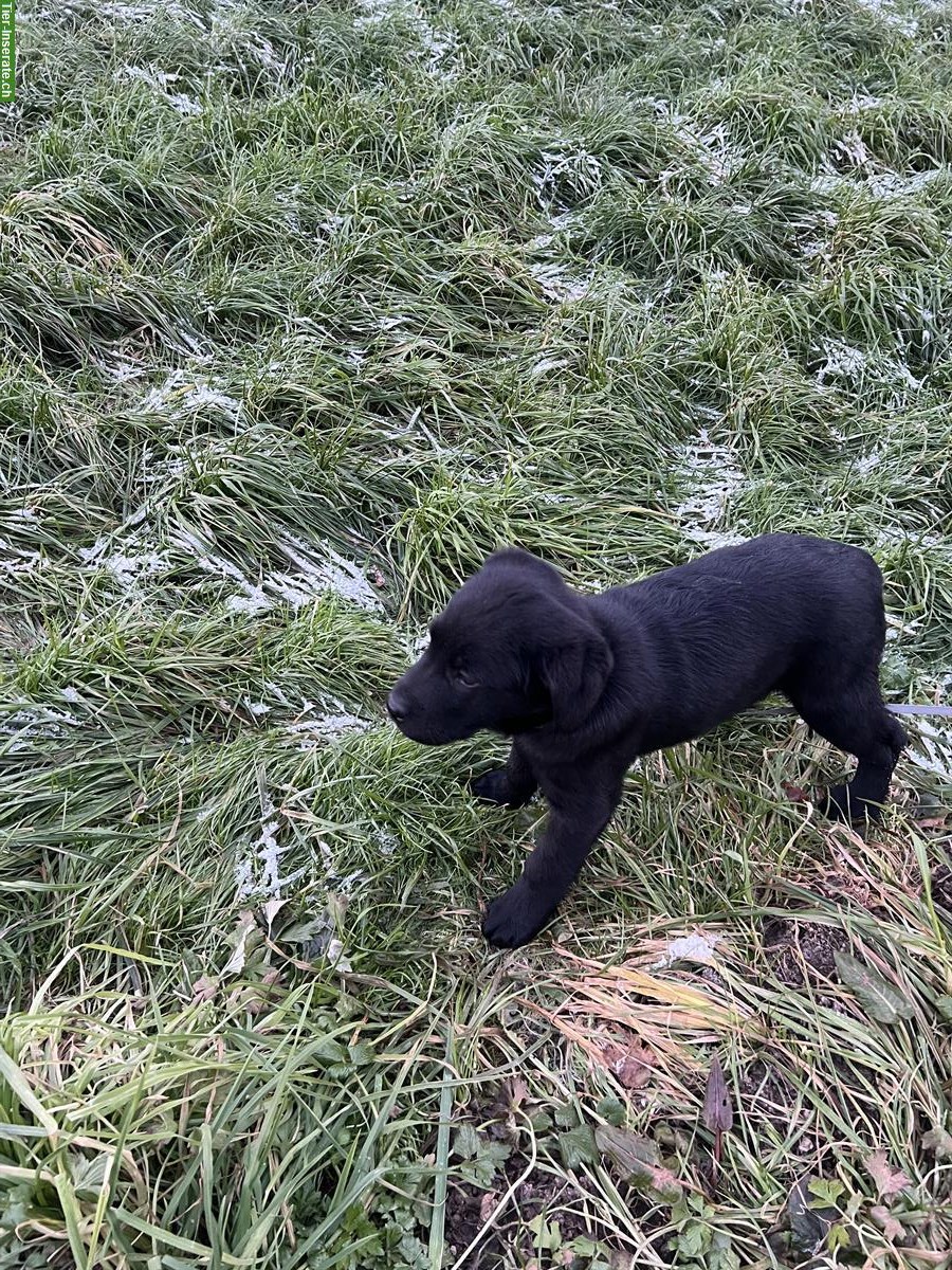 Bild 3: Schwarzer Labrador Welpe, weiblich