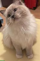 Ragdoll Katze blue mitted zu verkaufen