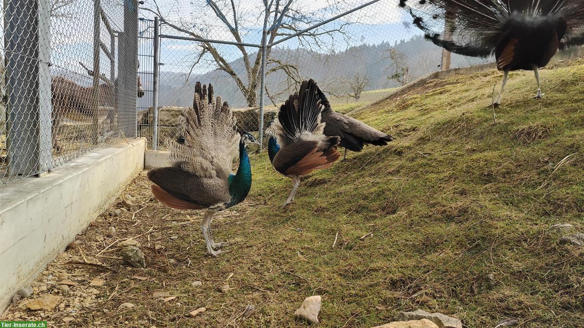 Bild 3: 2 junge Pfauen Männchen zu verkaufen