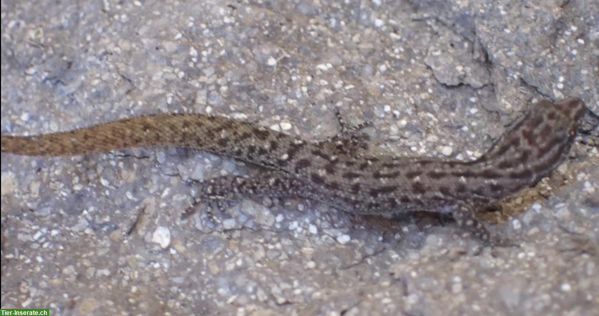 Sphaerodactylus Gonatodes Geckos zu verkaufen