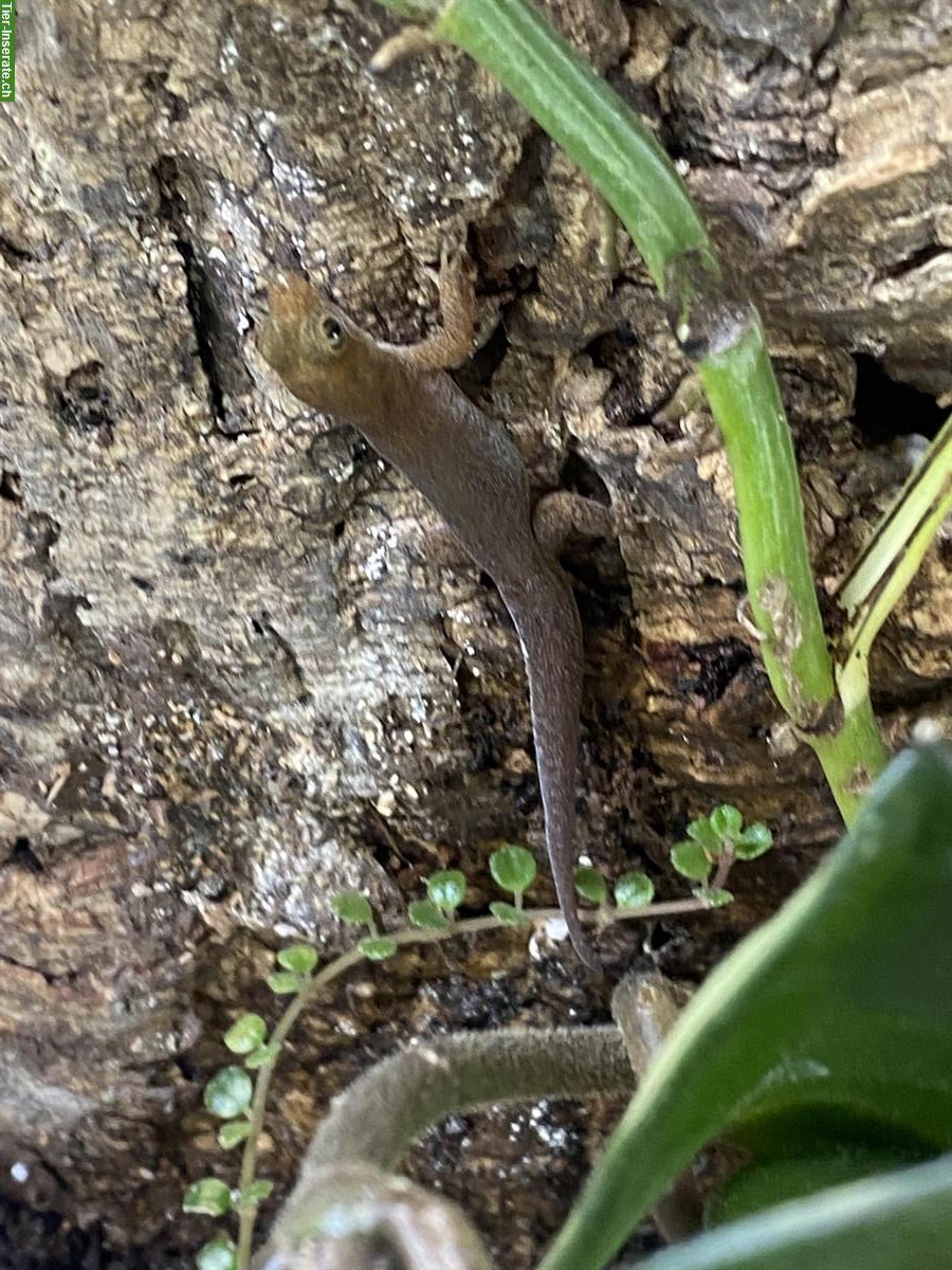 Bild 3: Sphaerodactylus Gonatodes Geckos zu verkaufen