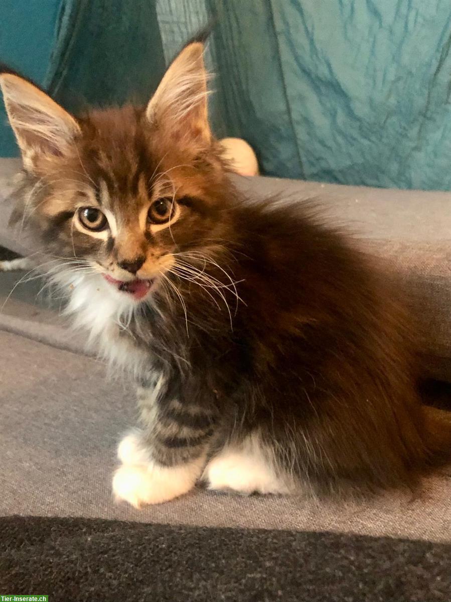 Maine Coon Kitten mit Stammbaum