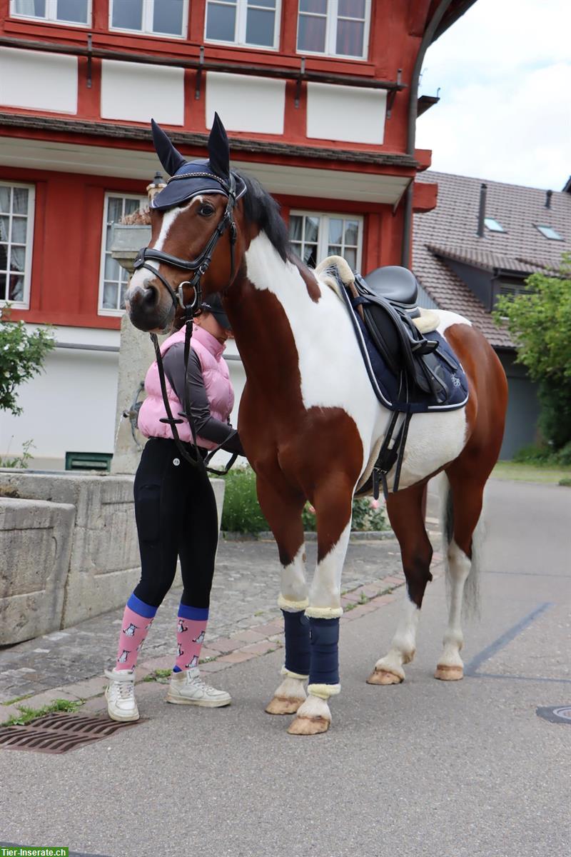 Reitbeteiligung mit coolen Möglichkeiten