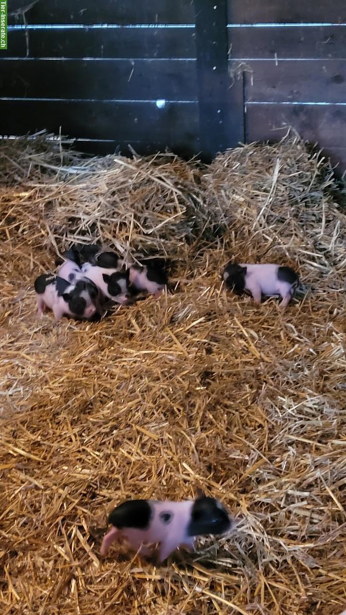 Göttinger-Gantrisch Minipigs, schwarzweiß