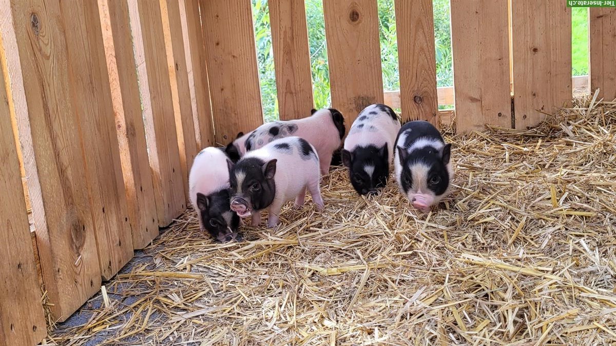 Bild 2: Göttinger-Gantrisch Minipigs, schwarzweiß