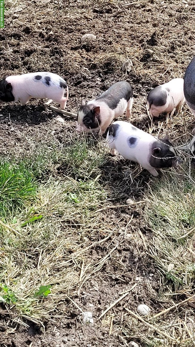 Bild 3: Göttinger-Gantrisch Minipigs, schwarzweiß