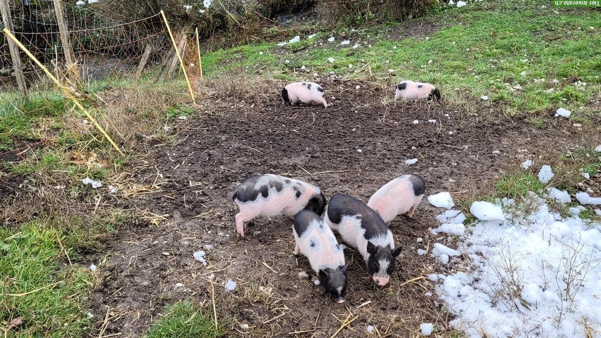 Bild 4: Göttinger-Gantrisch Minipigs, schwarzweiß