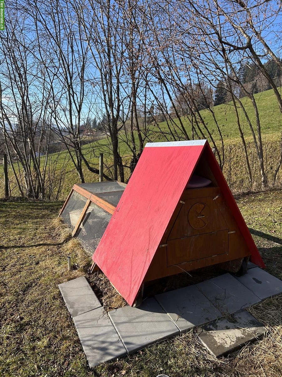 Bild 2: 3 Zwergkaninchen mit Stall GRATIS abzugeben