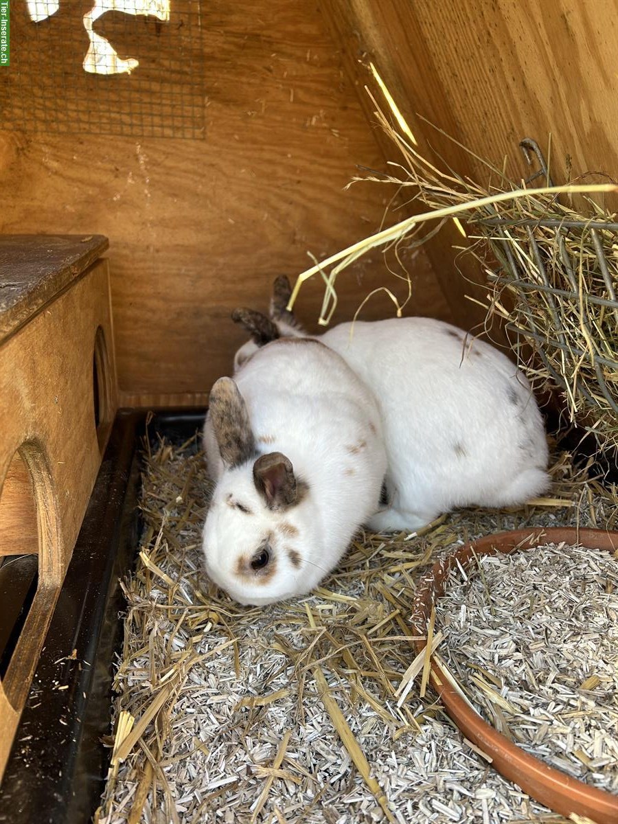 Bild 5: 3 Zwergkaninchen mit Stall GRATIS abzugeben