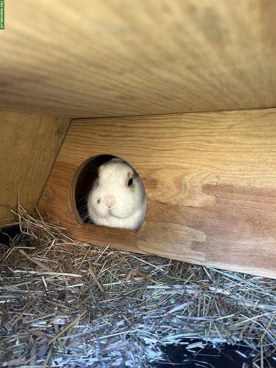 Bild 6: 3 Zwergkaninchen mit Stall GRATIS abzugeben