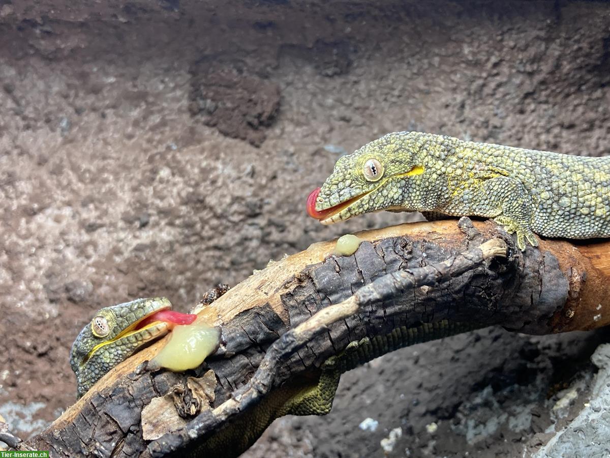 Eurydactylodes agricolae, Bauer's Chamäleon Gecko