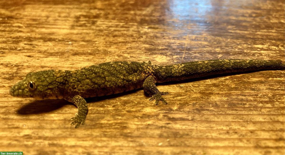 Bild 2: Eurydactylodes agricolae, Bauer's Chamäleon Gecko