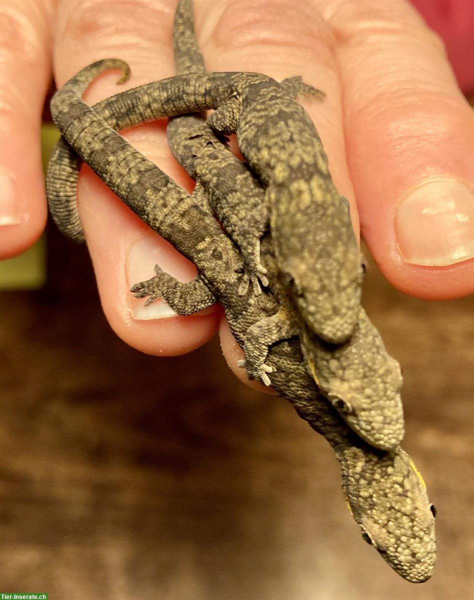 Bild 3: Eurydactylodes agricolae, Bauer's Chamäleon Gecko