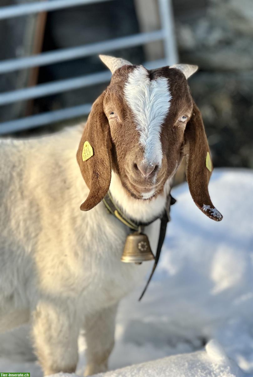 Zutraulicher Burenziegen Bock