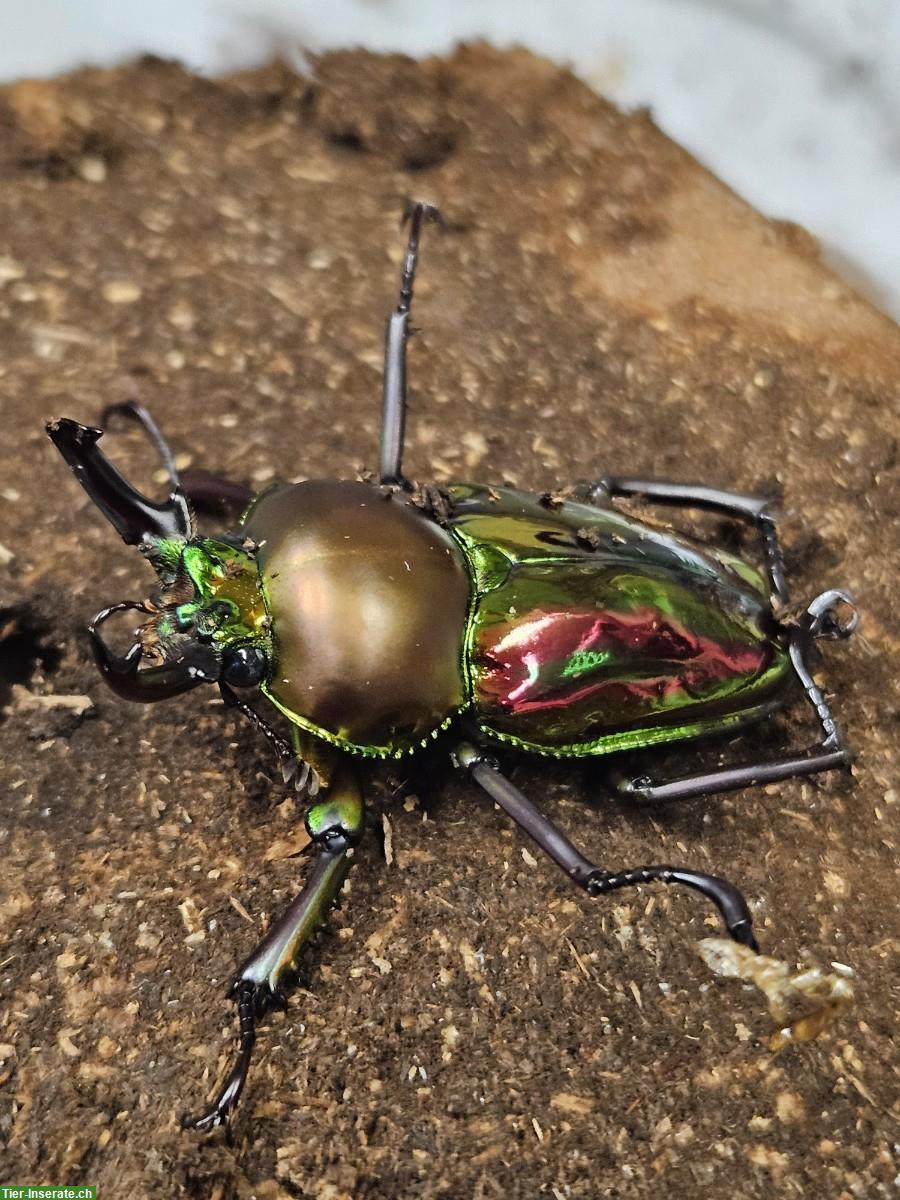 Bild 2: Phalacrognathus muelleri, Male and Female