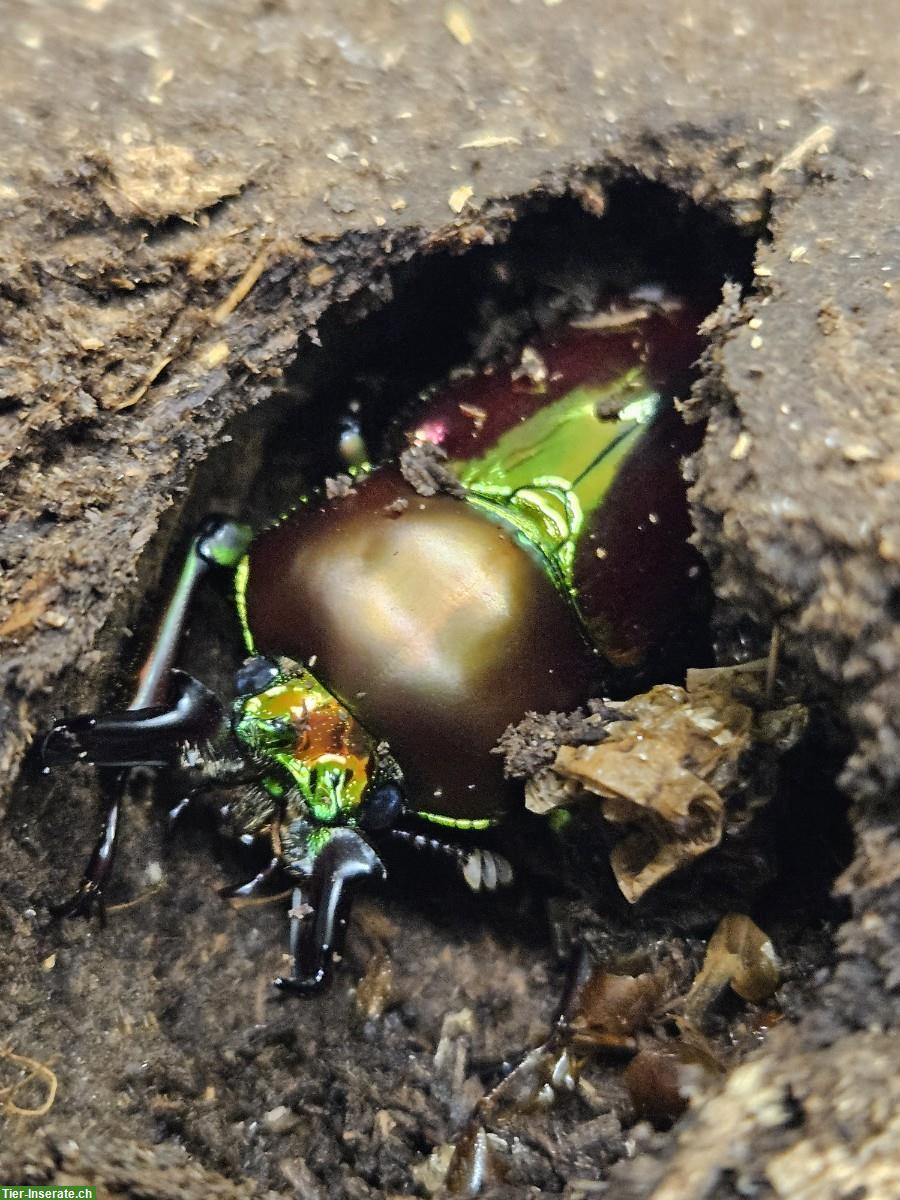 Bild 3: Phalacrognathus muelleri, Male and Female