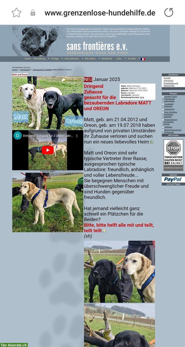 Bild 3: Hunde Vermittlung aus Tierheimen und Tierschutz