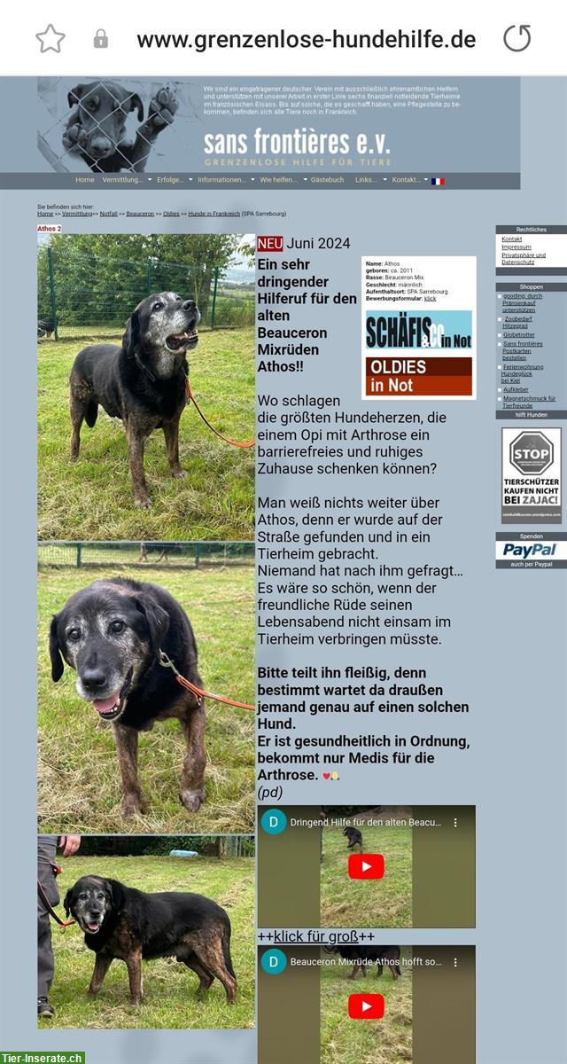 Bild 4: Hunde Vermittlung aus Tierheimen und Tierschutz