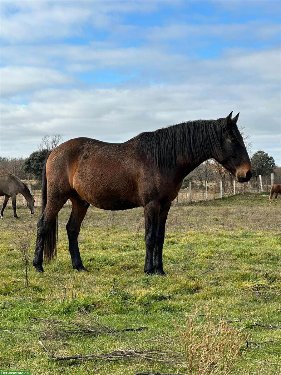 Lusitano Wallach zu verkaufen