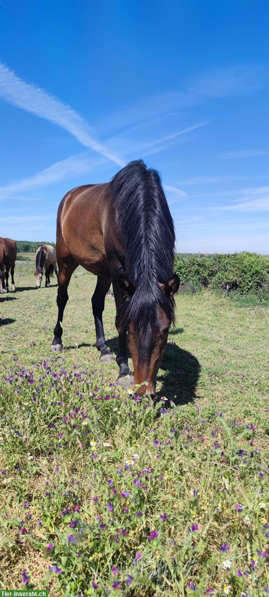 Bild 2: Lusitano Wallach zu verkaufen