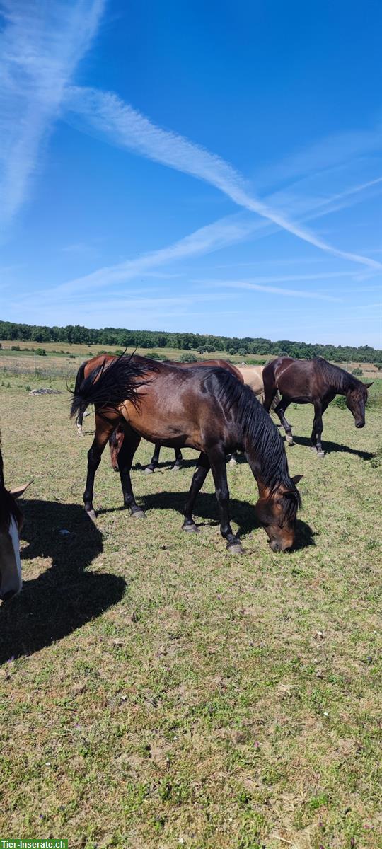 Bild 3: Lusitano Wallach zu verkaufen