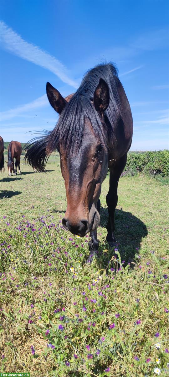 Bild 4: Lusitano Wallach zu verkaufen