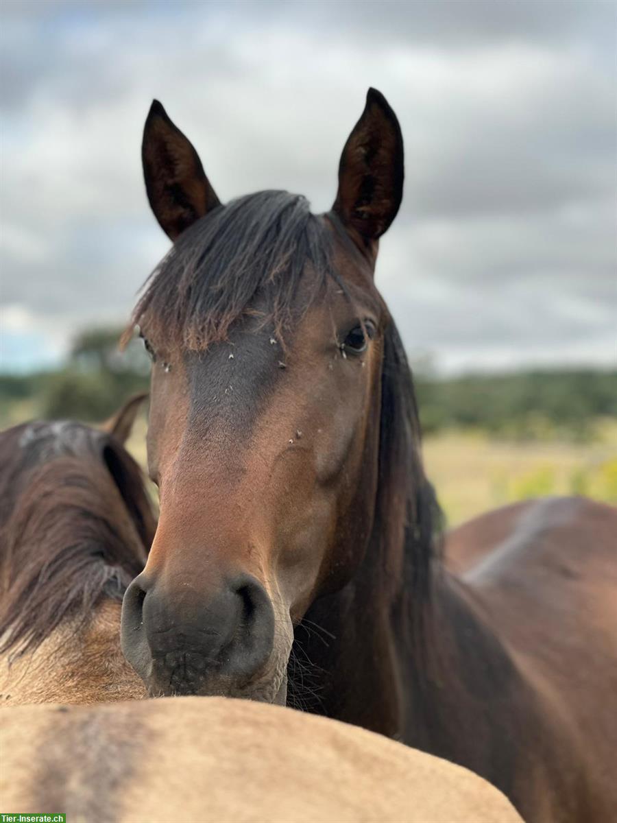 Bild 5: Lusitano Wallach zu verkaufen