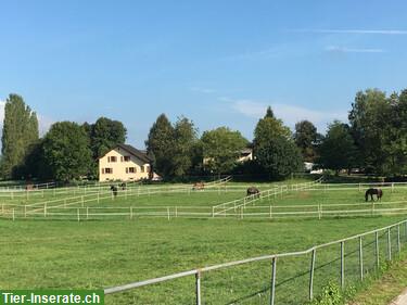 Bild 9: Freie Auslauf- und Fensterboxen in Bremgarten AG