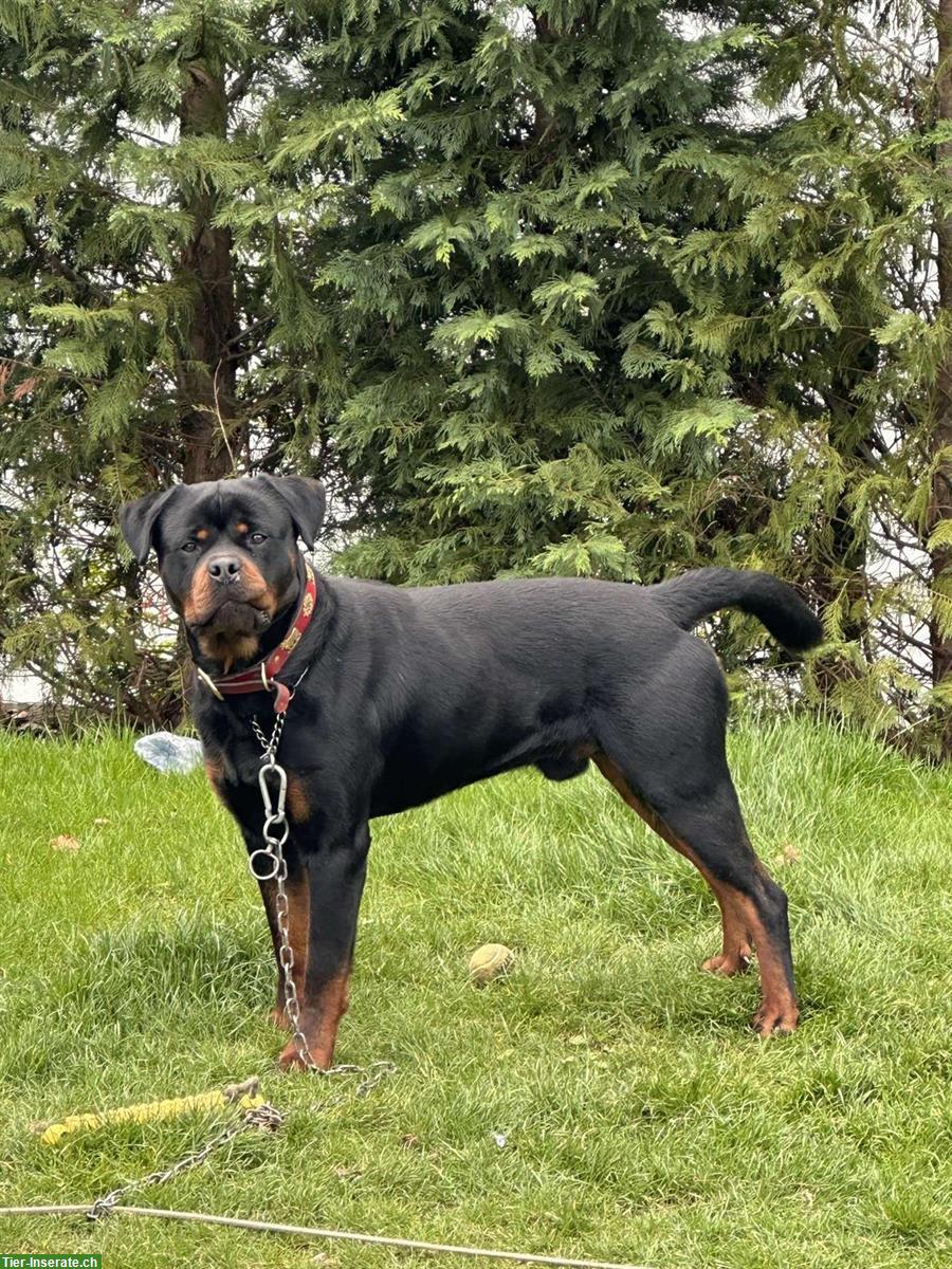 Rottweiler Rüde «Chapo» sucht ein neues Zuhause